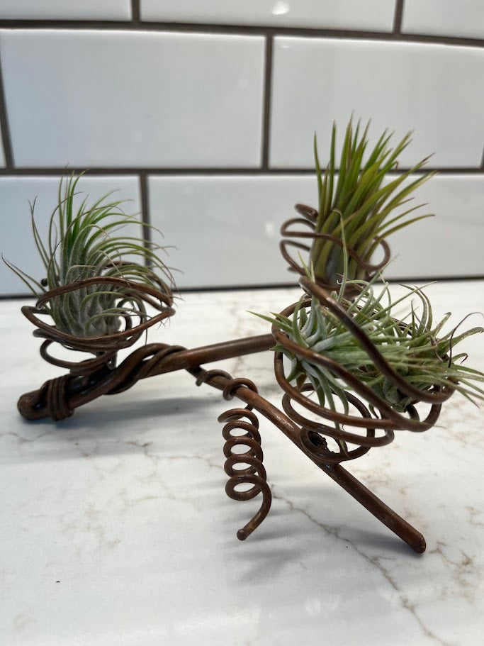 diy wire air plant holder Air Plant Holder