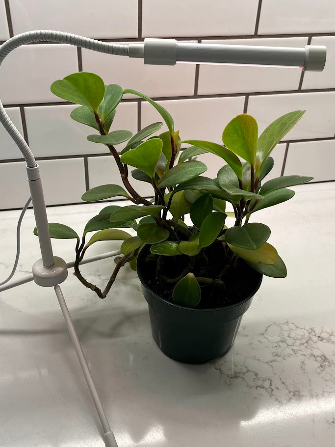 Potted plant under a lamp on a white surface with tiled wall background