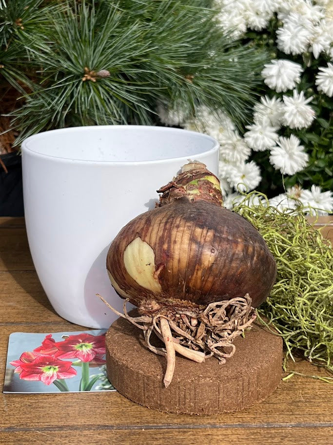 Brown amaryllis bulb on a wooden block  with a white pot and greenery in the background