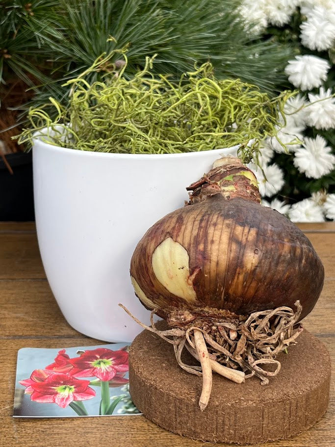 Brown amaryllis bulb on a cork block with a white pot of greenery in the background.