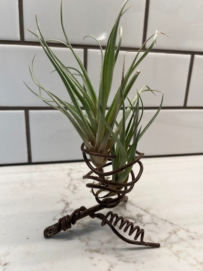 air plants with holders Single Air Plant Planter