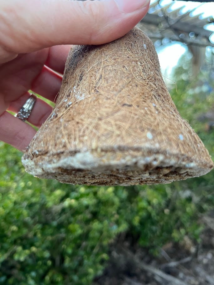 Hand holding a large brown shell against a blurred natural background