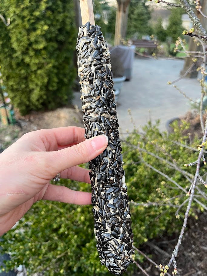 Hand holding a birdseed-filled corn cob against a garden background