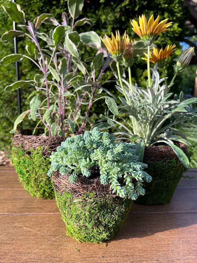 wicker basket plant pot SuperMoss Med Deco Basket Vineyard Fresh Green