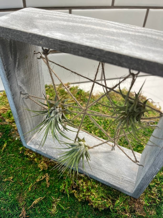 air plant frame holder Air Plant Ladder Holder