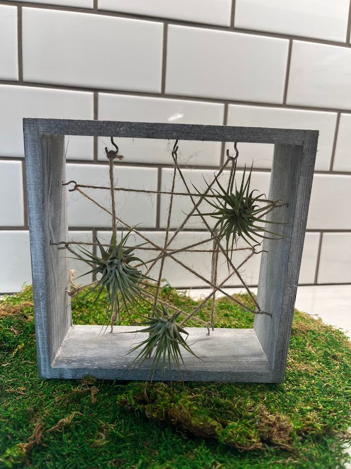 air plant picture frame Air Plant Ladder Holder