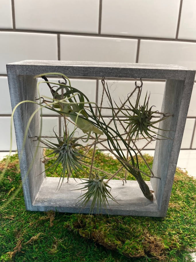 framed air plants Syndicate Sales Air Plant Wood Frame, 7 inch
