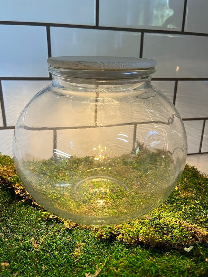 plant terrarium with light SSI 8" Bubble Ball Terrarium with Lid Light