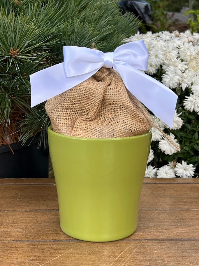 Netherland Bulb, Amaryllis, White Nymph In Green Ceramic Planter