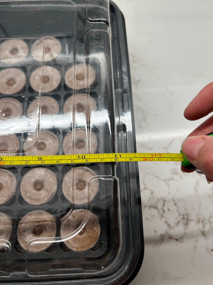 Hand holding a measuring tape over a clear plastic container with brown cylindrical objects on a white surface.