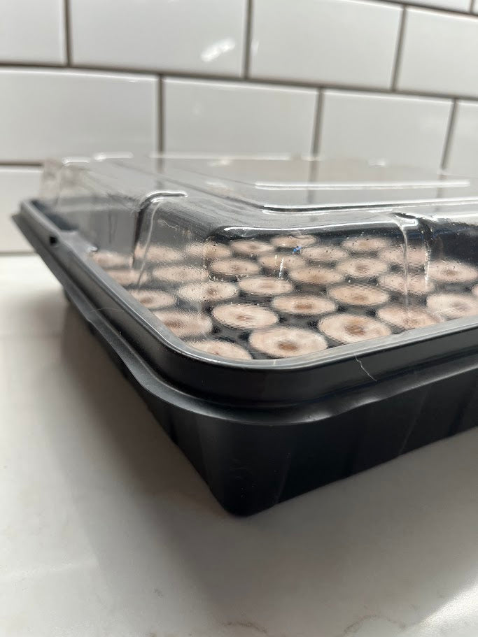 Black plastic tray with clear lid containing small round objects on a tiled wall background