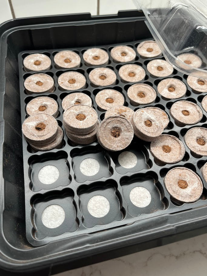 Seedling trays with coir pellets in a black plastic container.