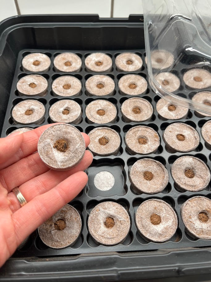 Seedling pots in a tray with a hand holding one pot showing a small plant.