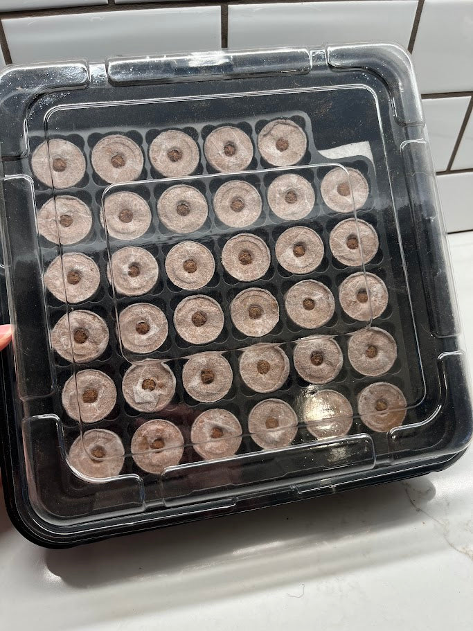 Seedling trays with small plants in a clear plastic container on a tiled floor.