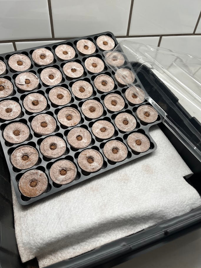 Seedling trays with coir pellets in a black plastic container.