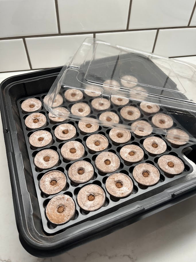 Seedling trays with coir pellets in a black plastic container.