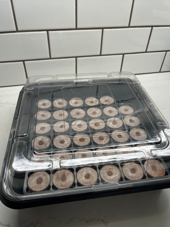Seedling trays with small pots on a white tiled floor