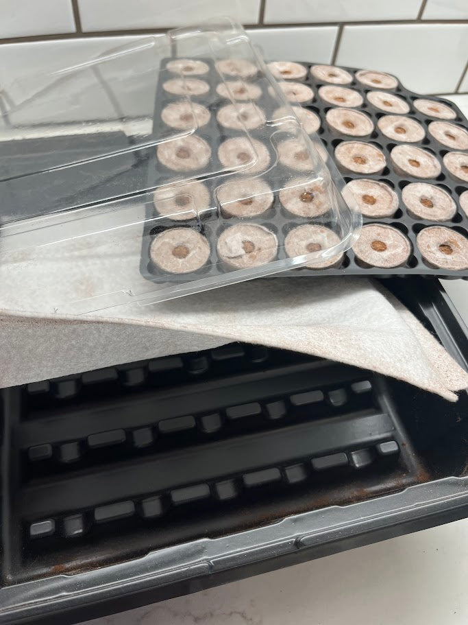 Seedling trays with small plants in a clear plastic container on a tiled floor.