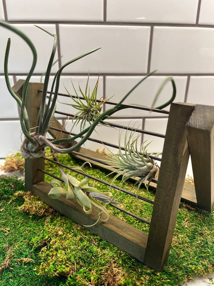 holders for air plants 6" Air Plant Ladder