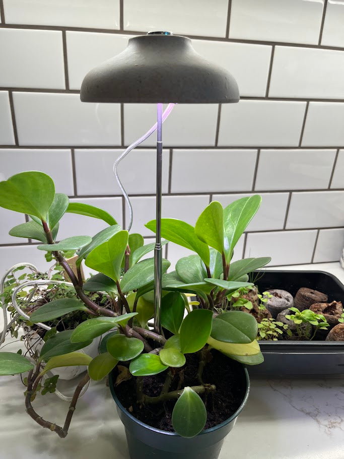 Potted plant under a grow light with a tiled wall background