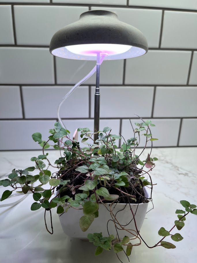 Potted plant under a small grow light with a white tiled wall background