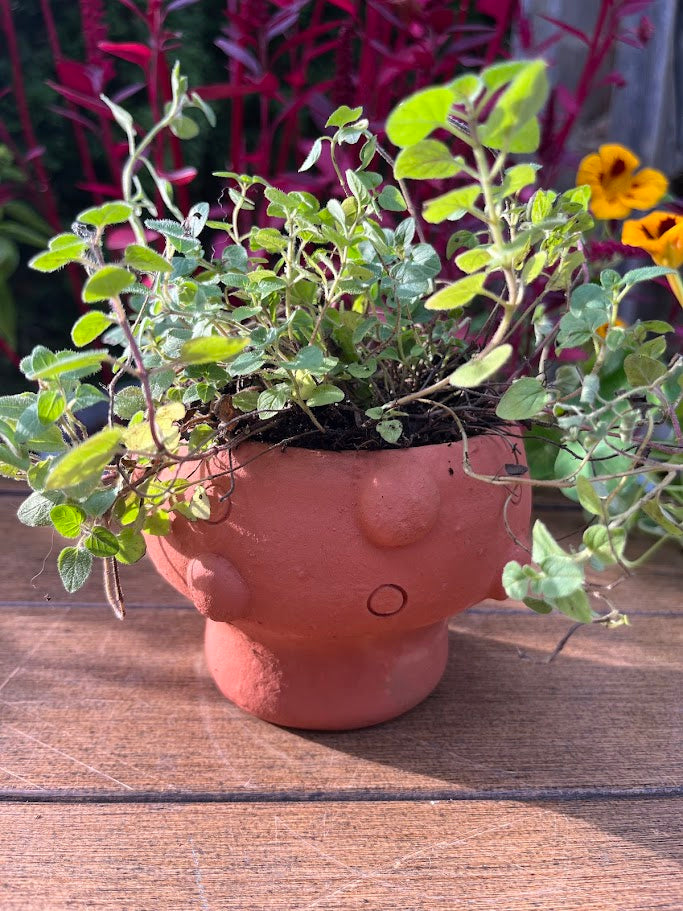 Terra cotta pot shaped like a mushroom with plants growing out of it on a wooden surface.