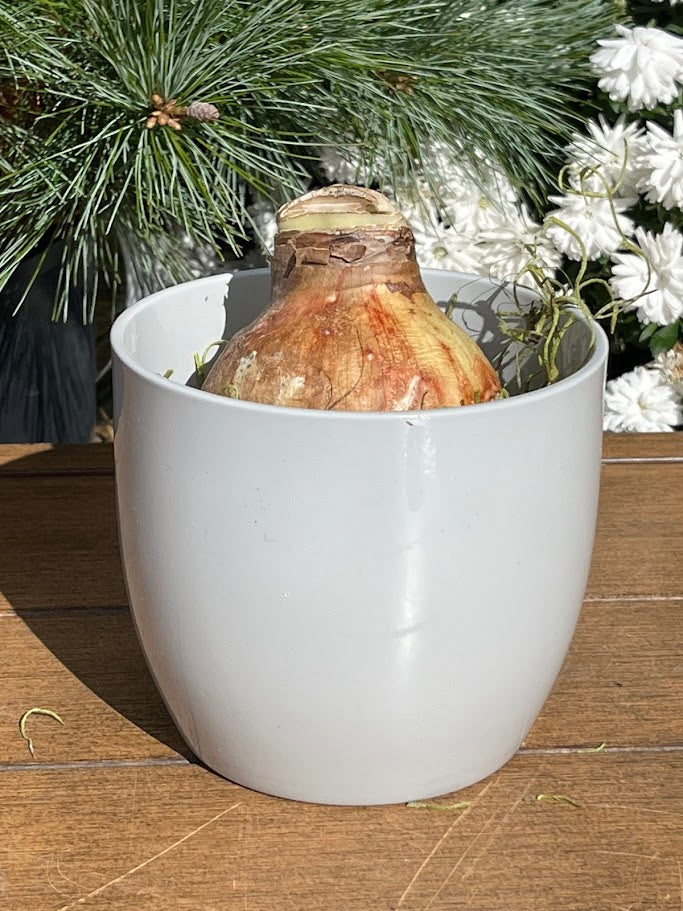 White pot with a large bulb on a wooden surface with plants in the background