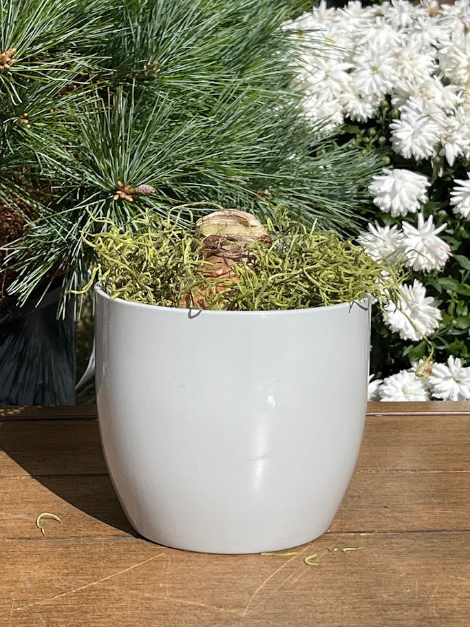 White pot with green plant on a wooden surface with white flowers and greenery in the background