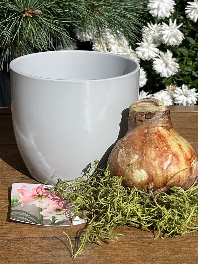 White pot, dried bulb, and moss on a wooden surface with flowers in the background