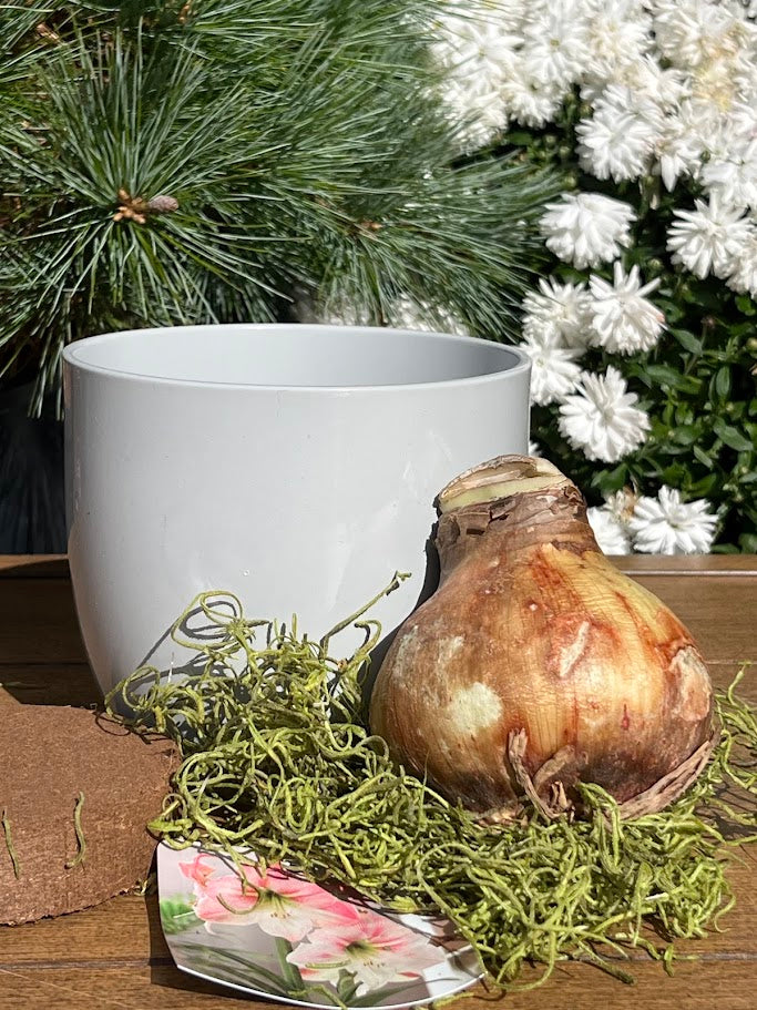 Amaryllis bulb on a bed of moss with a white pot in the background