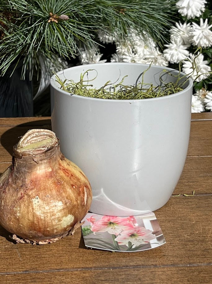White decorative pot with grass, a small brown bulb, and a floral card on a wooden surface.