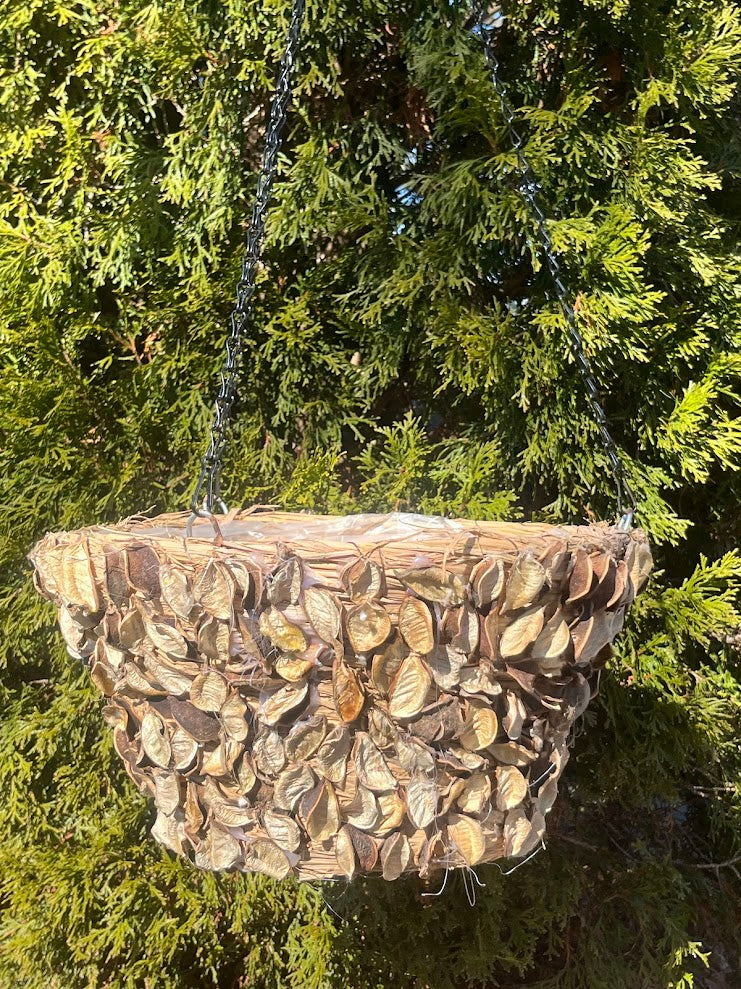 hanging basket plants from seed 14