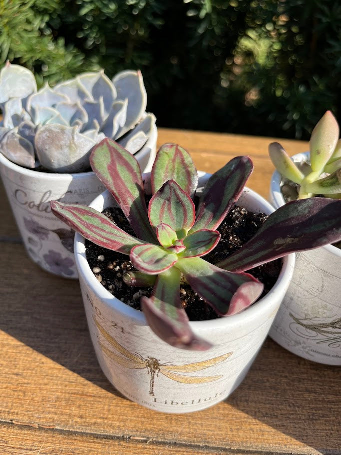 Potted succulent plant with decorative pot on a wooden surface