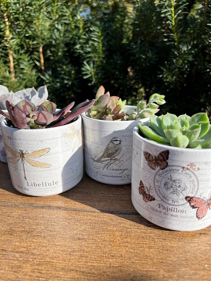 Three small planters with succulents on a wooden surface, featuring nature-themed designs.