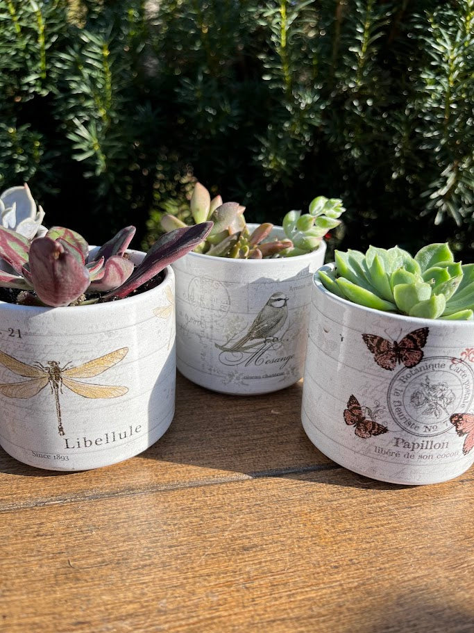 Three decorative planters with succulents on a wooden surface, featuring nature-themed designs.