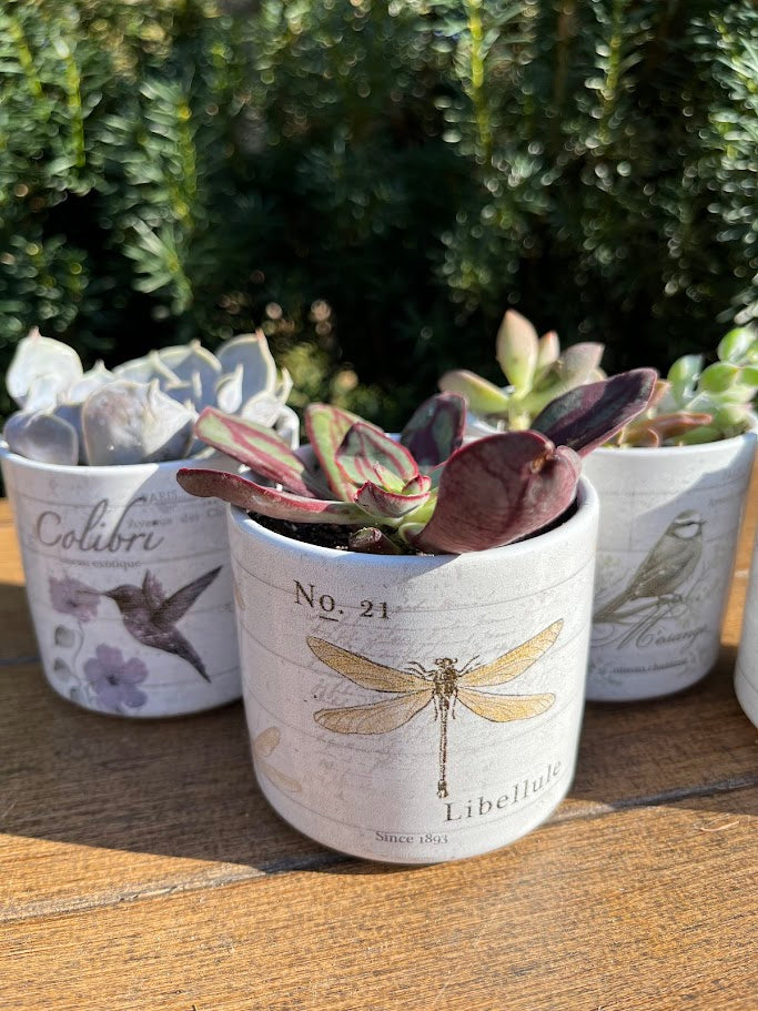 Decorative plant pots with botanical designs on a wooden surface
