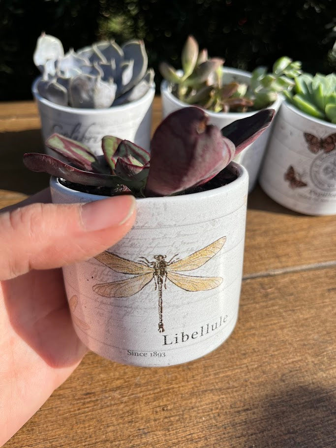 Hand holding a small plant pot with a dragonfly design and 'Libellula' text on a wooden surface.