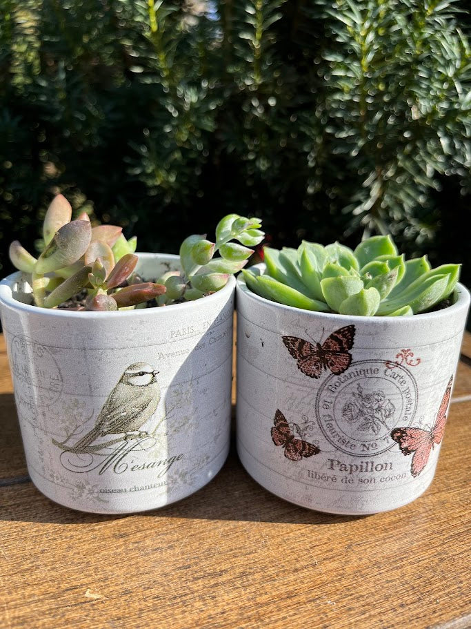 Two small potted plants in decorative pots with nature-themed designs on a wooden surface.
