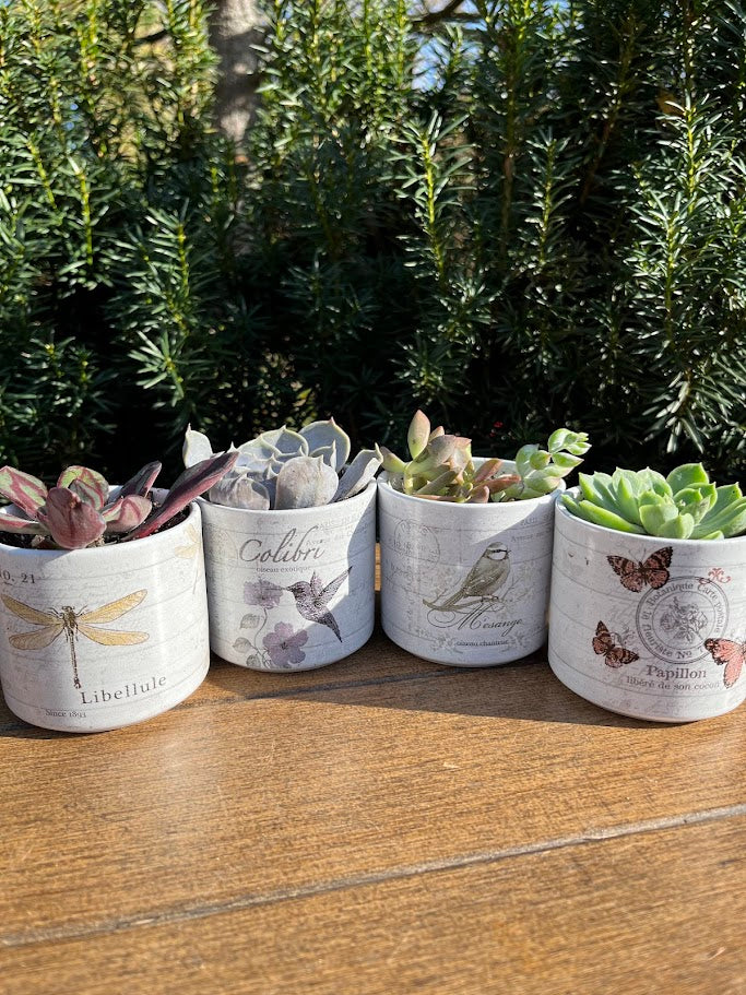 Four decorative planters with plants on a wooden surface, surrounded by greenery.