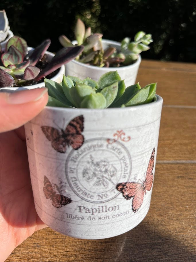 Small potted plant with butterfly design on a wooden surface