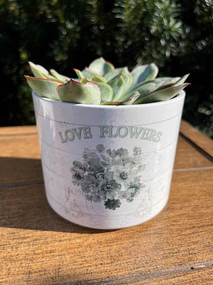 Potted succulent in a white pot with 'Love Flowers' text on a wooden surface