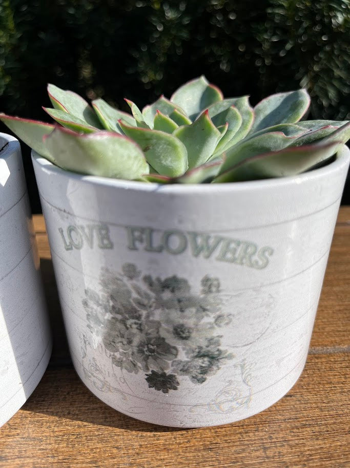 Green succulent plant in a white pot with 'LOVE FLOWERS' text on a wooden surface.