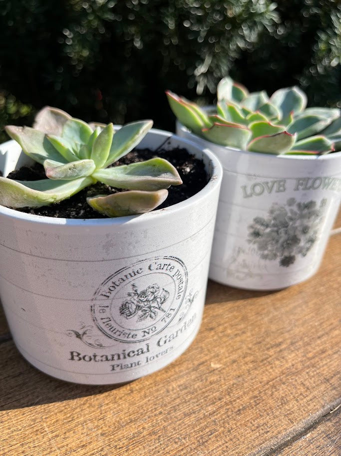 Two potted succulents in white pots with decorative labels on a wooden surface.