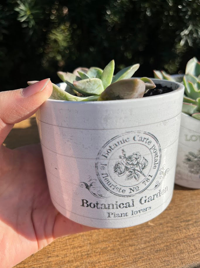 Hand holding a small potted succulent in a 'Botanical Garden' planter.