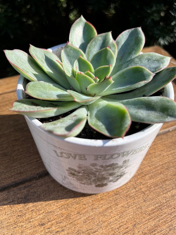 Potted succulent plant on a wooden surface with 'LOVE FLOWERS' pot.