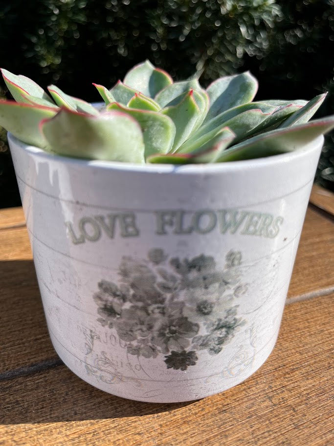Succulent plant in a decorative pot with 'Love Flowers' text on a wooden surface
