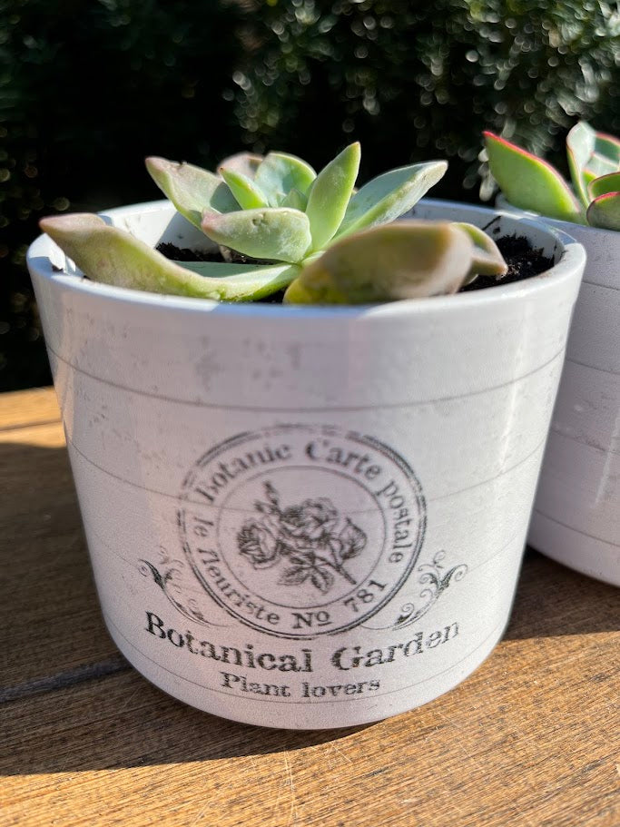 White pot with succulent plant labeled 'Botanical Garden' on a wooden surface.