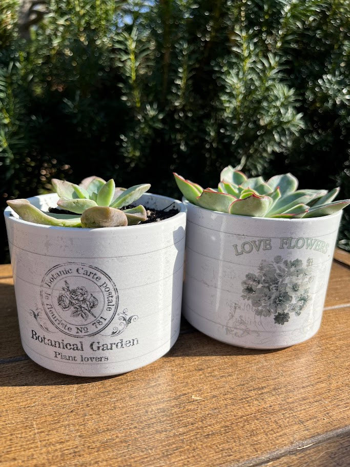 Two white planters with succulents on a wooden surface with a blurred green background