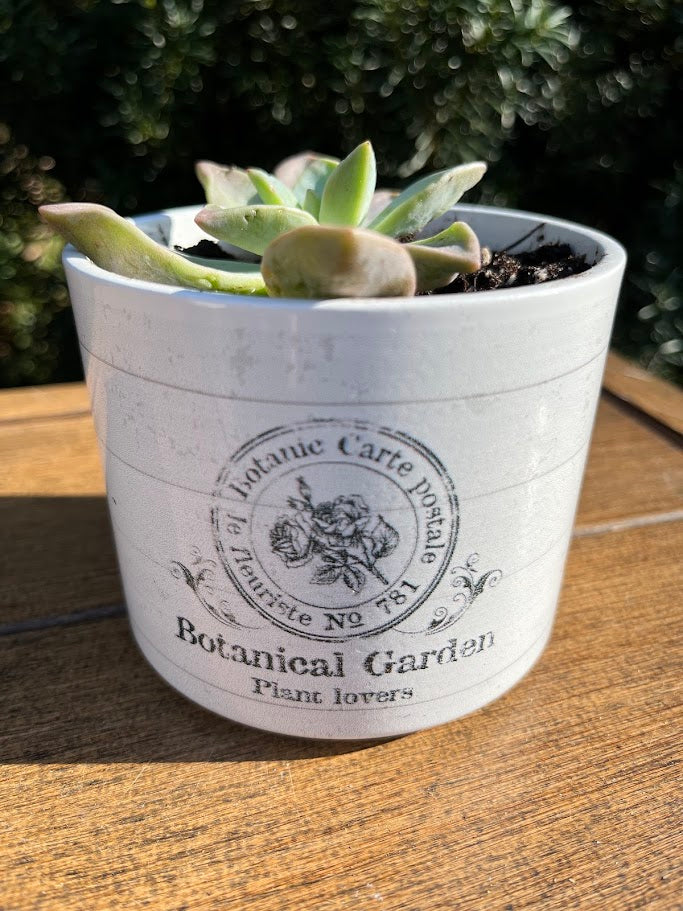 Ceramic pot with succulent plant labeled 'Botanical Garden' on a wooden surface.
