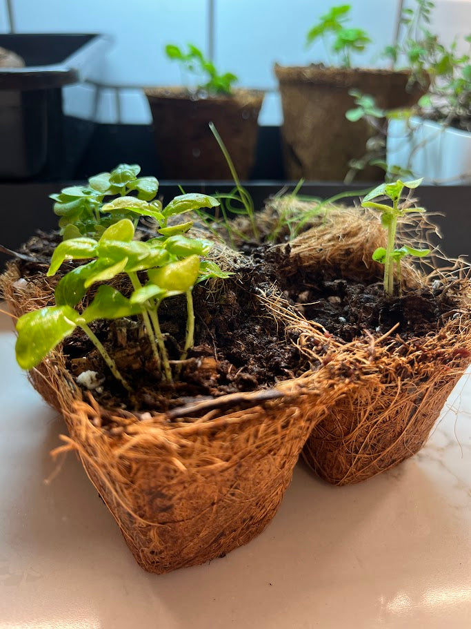Small plants in biodegradable pots on a light surface